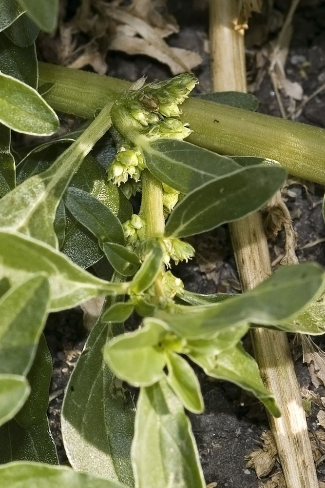 Amaranthus blitoides  / Amaranto blitoide